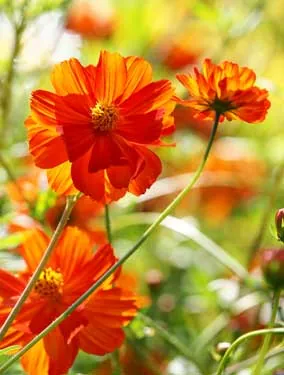 cosmos flowers