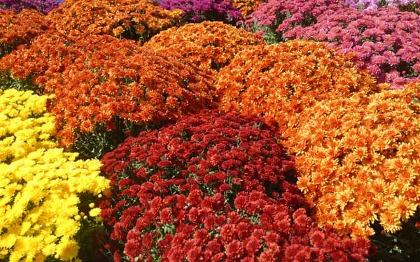 colorful mums