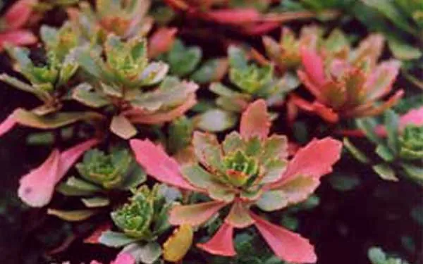 sedum flowers