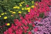 Colorful Flowers for Backyard Landscape