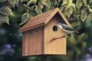 chickadee and birdhouse thumbnail