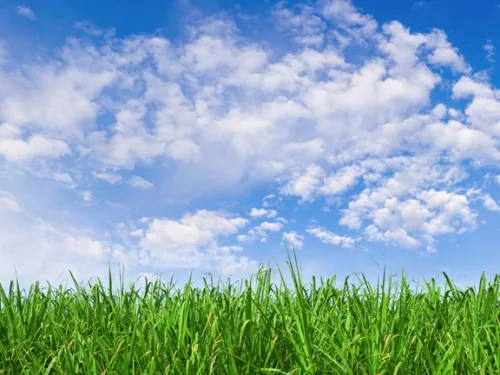 clean air with blue sky and grass