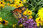 monarch butterfly thumbnail